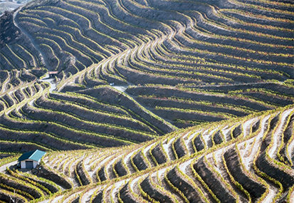 The Douro Valley: exceptional land and vineyards at the origin of the F wines.