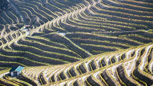 The Douro Valley: exceptional land and vineyards at the origin of the F wines.